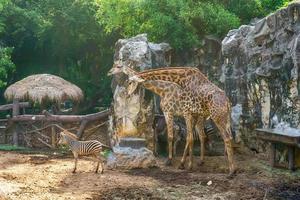 Giraffe and zebra photo