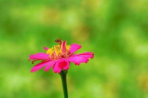 Bees on zinnia elegans photo