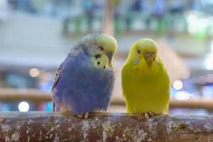 Parrots standing sleep on the timber. photo