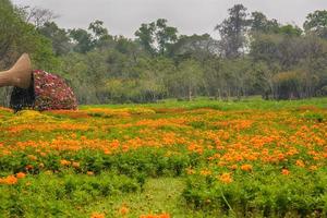 cosmos son plantas con flores en la familia del girasol. foto