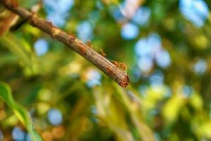 Many ants walking photo