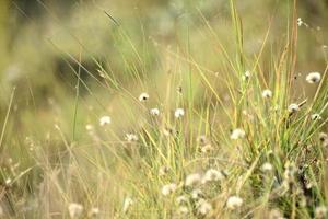 Beautiful Snap of Green Grass and its flowers photo