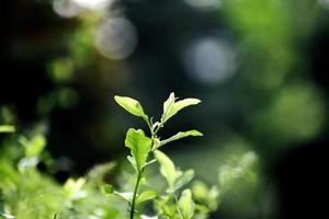 A Beautiful Snap of new leave of Plants photo