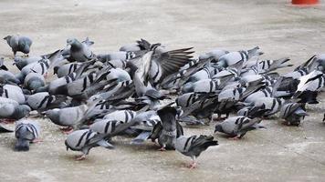 un grupo de palomas en mi suelo foto