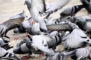 A Group of Pigeons in my ground photo