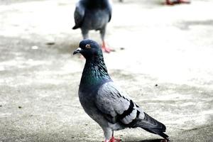 un grupo de palomas en mi suelo foto