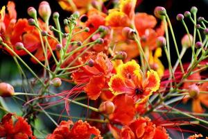 Closeup of Saffron and Yellow Flower photo