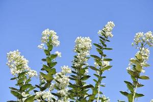 Bunch of white flowers photo