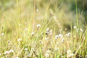 Beautiful Snap of Green Grass and its flowers photo