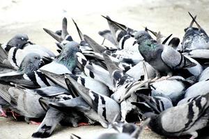 A Group of Pigeons in my ground photo