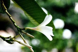 Snap of beautiful fresh bunch of White flowers photo