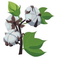 A branch of a cotton plant. Natural fluffy fiber on the handle. vector