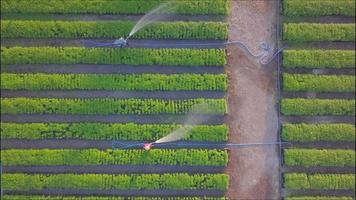 bovenaanzicht vanuit de lucht van boeren die groente water geven met een slang in de tuin die in de rij is geplant voor gebruik in de landbouw