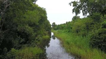 Luftaufnahme von oben über tropischen Fluss und üppigen grünen Wald video