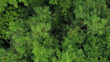 vista aerea della lussureggiante foresta tropicale verde da sopra il livello del baldacchino video