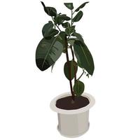 Ficus. Exotic plant in a pot. Vector stock illustration isolated on white background.