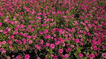 Aerial view of pink zinnia flower farm and garden in full bloom video