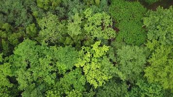 Aerial view of lush green tropical forest from over top canopy level video