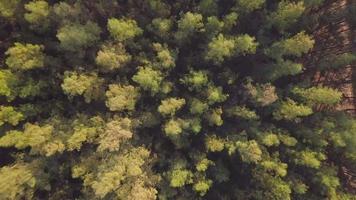 vista aérea da floresta de árvores coníferas perenes no verão video