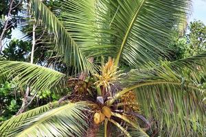 Beautiful palm trees at the beach on the tropical paradise islands Seychelles. photo