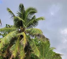 Beautiful palm trees at the beach on the tropical paradise islands Seychelles. photo