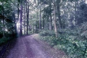 misteriosa vista de cuento de hadas en un mágico bosque azul oscuro con fuertes rayos de luz foto