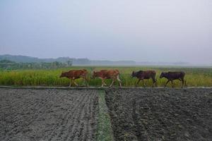 Four cows are roaming around the green field in a winter evening at a village photo