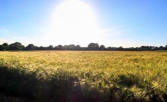 campo de trigo dorado y cielo de puesta de sol en un paisaje de cultivos de cereales agrícolas en temporada de cosecha en una vista panorámica foto