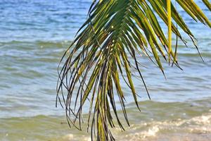 Beautiful palm trees at the beach on the tropical paradise islands Seychelles. photo