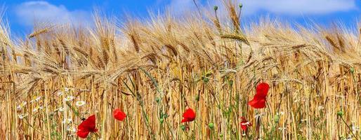 hermoso panorama de cultivos agrícolas y campos de trigo en un día soleado en verano