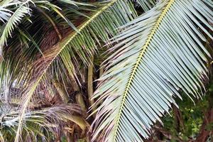 Beautiful palm trees at the beach on the tropical paradise islands Seychelles. photo