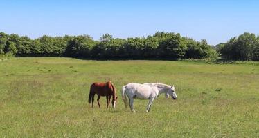 Beautiful panorama of grazing horses on a green meadow during springtime photo