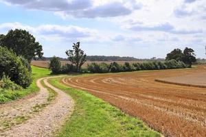 Summer view on agricultural crop and wheat fields ready for harvesting photo