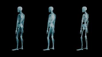 l'ologramma di tre scheletri di particelle rotanti. scheletro umano su sfondo nero con un ciclo continuo. concetto di raggi X del corpo. video