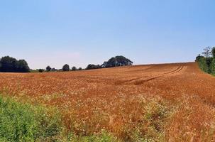 Summer view on agricultural crop and wheat fields ready for harvesting photo