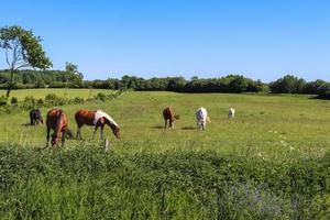 Beautiful panorama of grazing horses on a green meadow during springtime photo