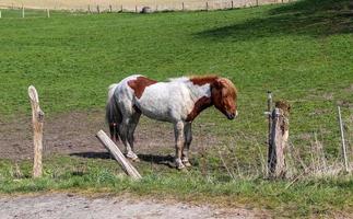 Beautiful panorama of grazing horses on a green meadow during springtime photo