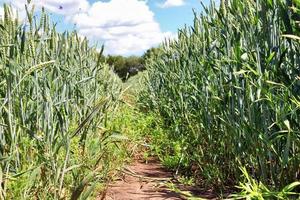 Summer view on agricultural crop and wheat fields ready for harvesting photo