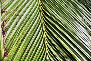 Beautiful palm trees at the beach on the tropical paradise islands Seychelles. photo