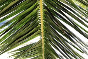 Beautiful palm trees at the beach on the tropical paradise islands Seychelles. photo