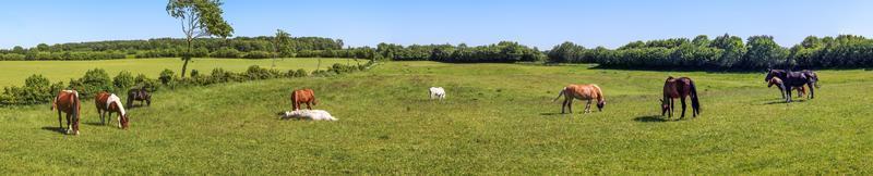 Beautiful panorama of grazing horses on a green meadow during springtime photo