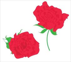 hermosas rosas, utilizadas en aplicaciones generales vector