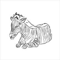 Beautiful zebra line, used in general applications vector