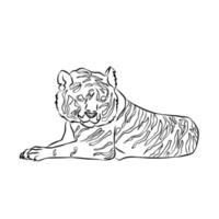 hermosas rayas de tigre, utilizadas en aplicaciones generales vector