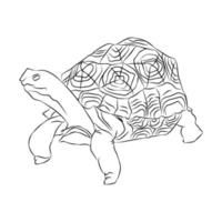 Beautiful turtle stripes, used in general applications vector