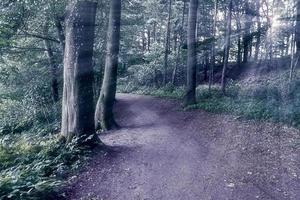 Mysterious fairy tale view into a magical dark blue forest with strong light beams photo