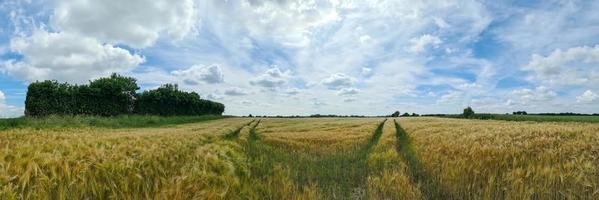 Beautiful high resolution panorama of a northern european country landscape with fields and green grass photo