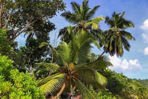 Beautiful palm trees at the beach on the tropical paradise islands Seychelles. photo