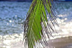 Beautiful palm trees at the beach on the tropical paradise islands Seychelles. photo