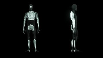 het hologram van een realistisch draadframeskelet. menselijk skelet op een zwarte achtergrond met een naadloze lus. lichaam x-ray concept. video